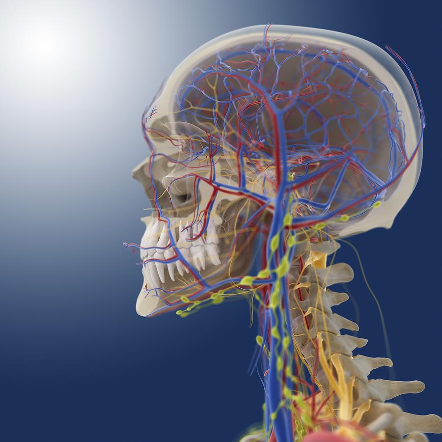 Head and neck anatomy, artwork Photograph by Science Photo Library Biology Diagrams