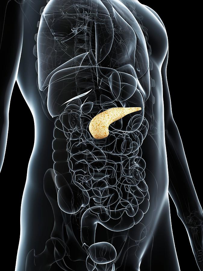 Healthy Pancreas Photograph by Sciepro/science Photo Library - Fine Art ...