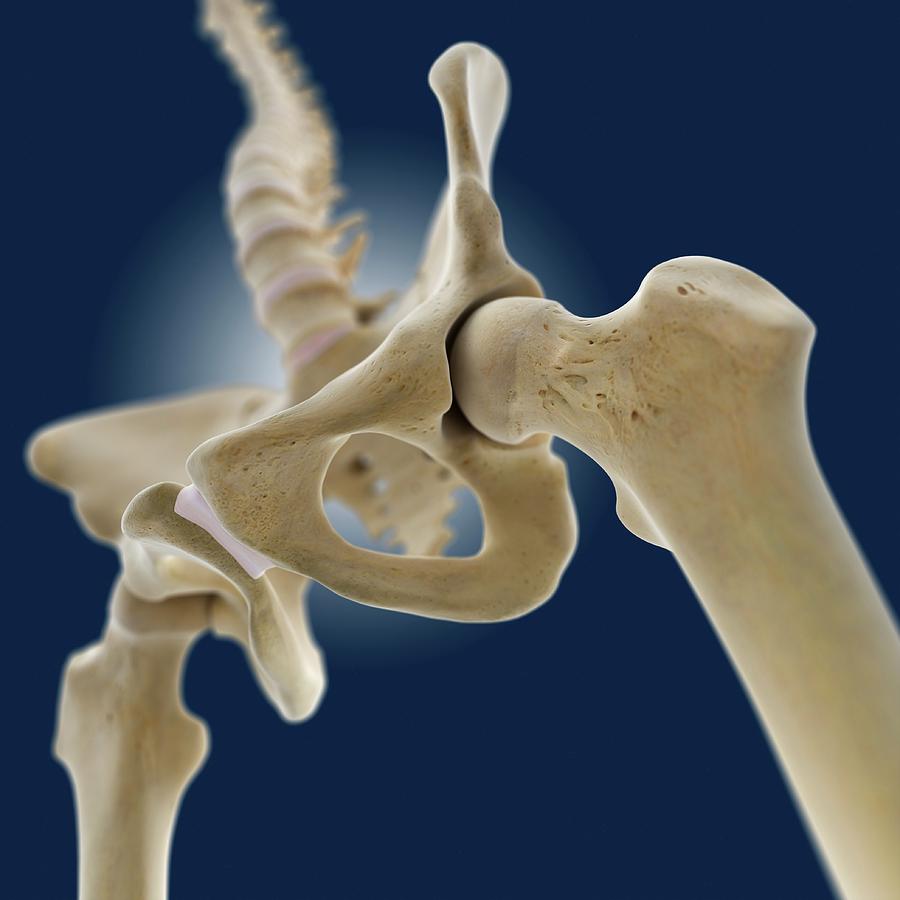 Hip Anatomy 17 By Springer Medizinscience Photo Library 7681