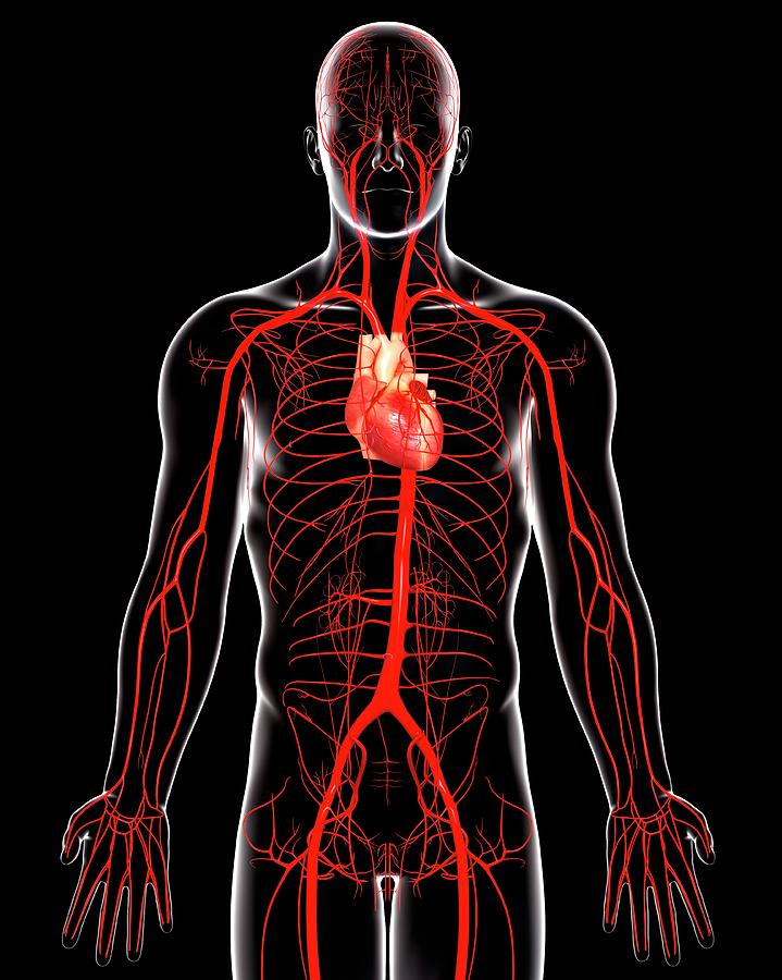 Human Arteries Photograph By Pixologicstudioscience Photo Library