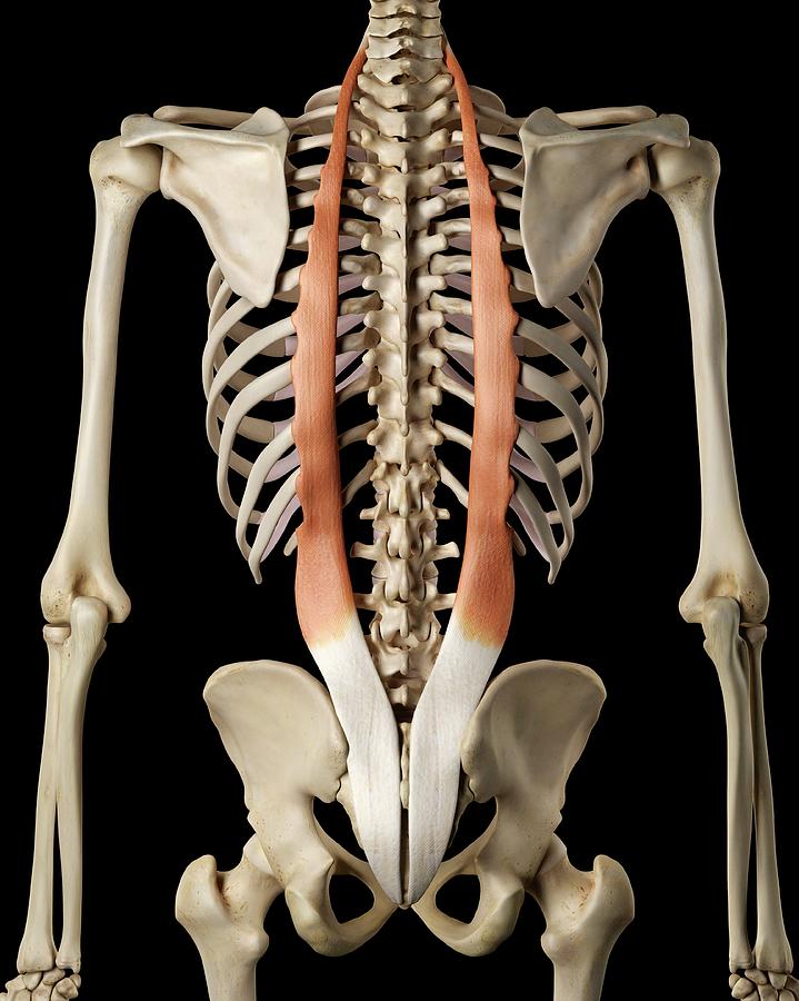 Human Back Muscles Photograph by Sciepro - Fine Art America