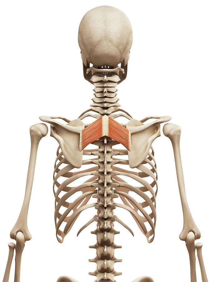 Skeleton Photograph - Human Back Muscles #17 by Sebastian Kaulitzki
