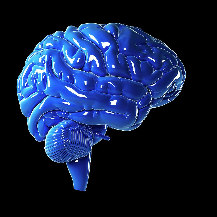 Illustration Photograph - Human Brain #17 by Sebastian Kaulitzki