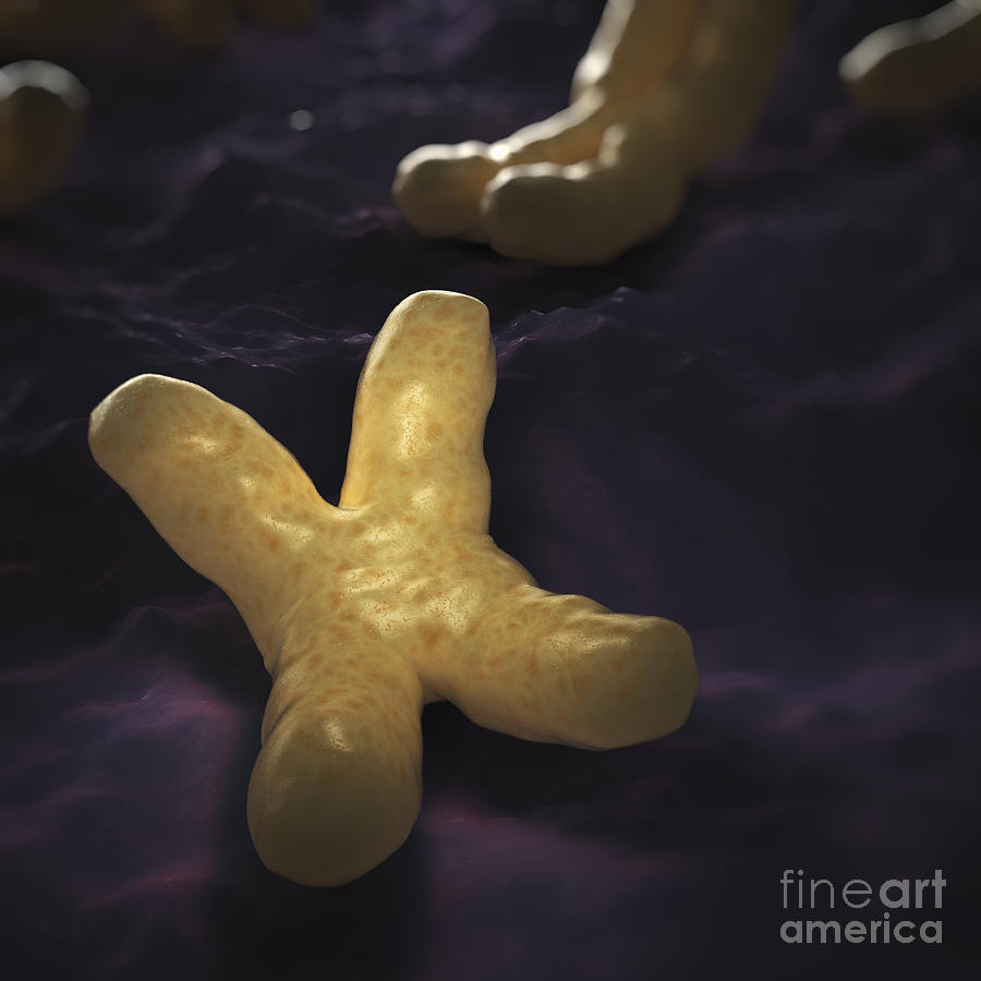 Human Chromosomes #17 Photograph by Science Picture Co