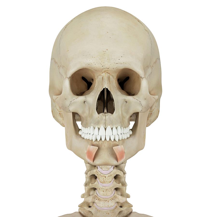 Skull Photograph - Human Facial Muscles #17 by Sciepro