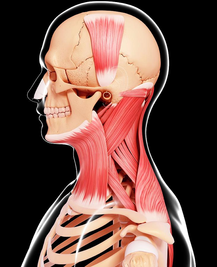 Human Head Musculature Photograph by Pixologicstudio/science Photo ...