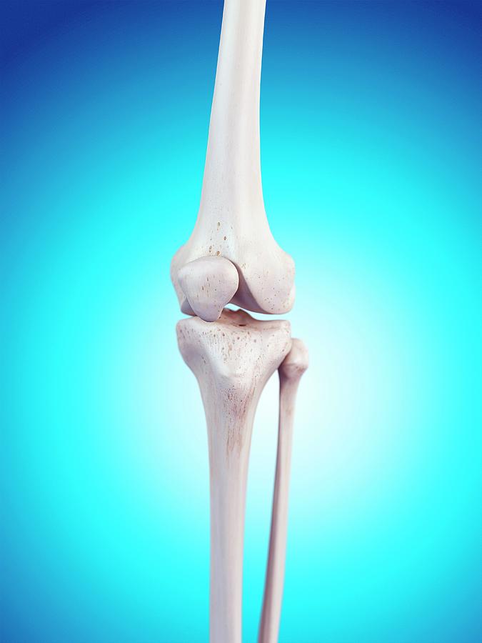 Human Knee Anatomy #17 by Sebastian Kaulitzki/science Photo Library