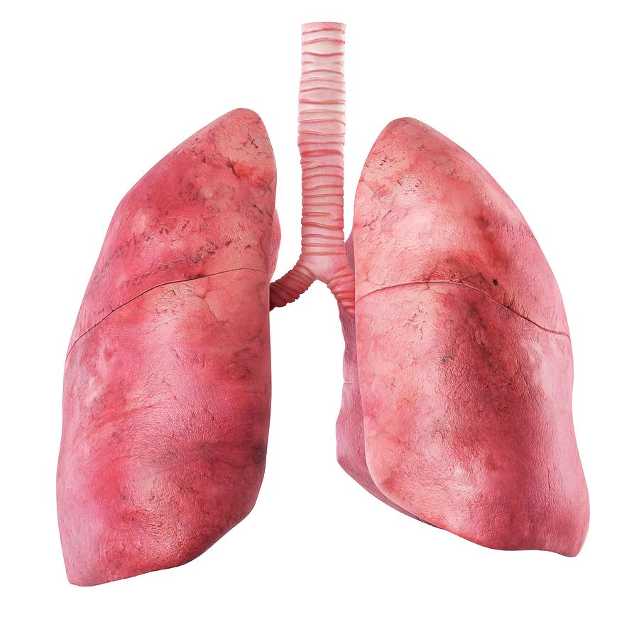 Human Lungs Photograph by Sciepro - Fine Art America