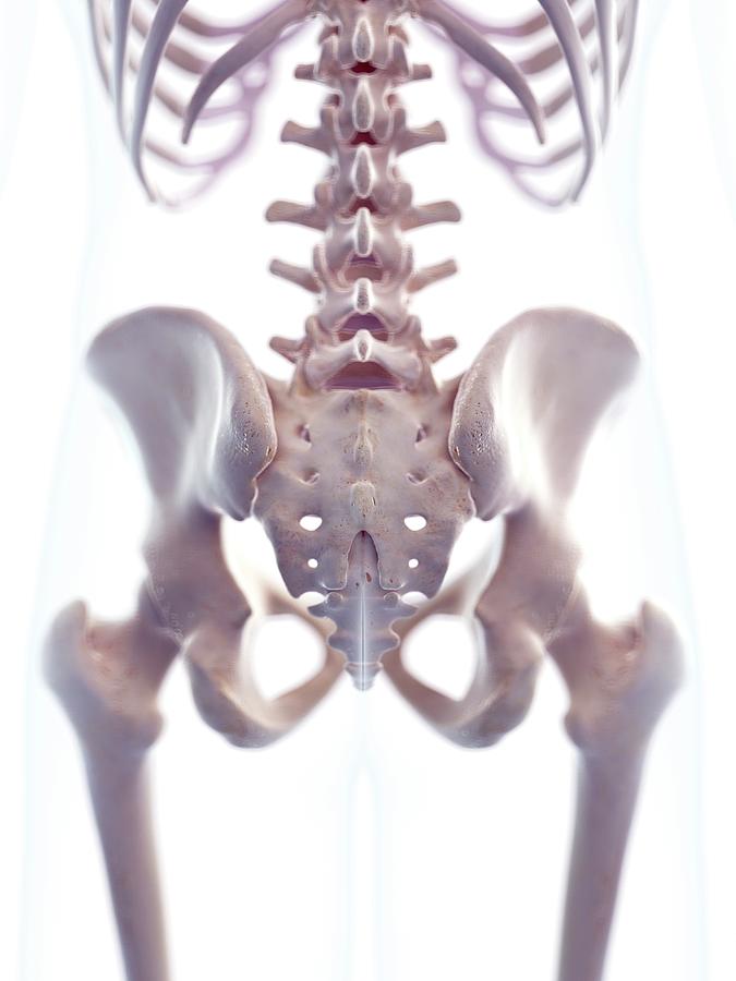 Human Sacrum Photograph by Sebastian Kaulitzki/science Photo Library ...