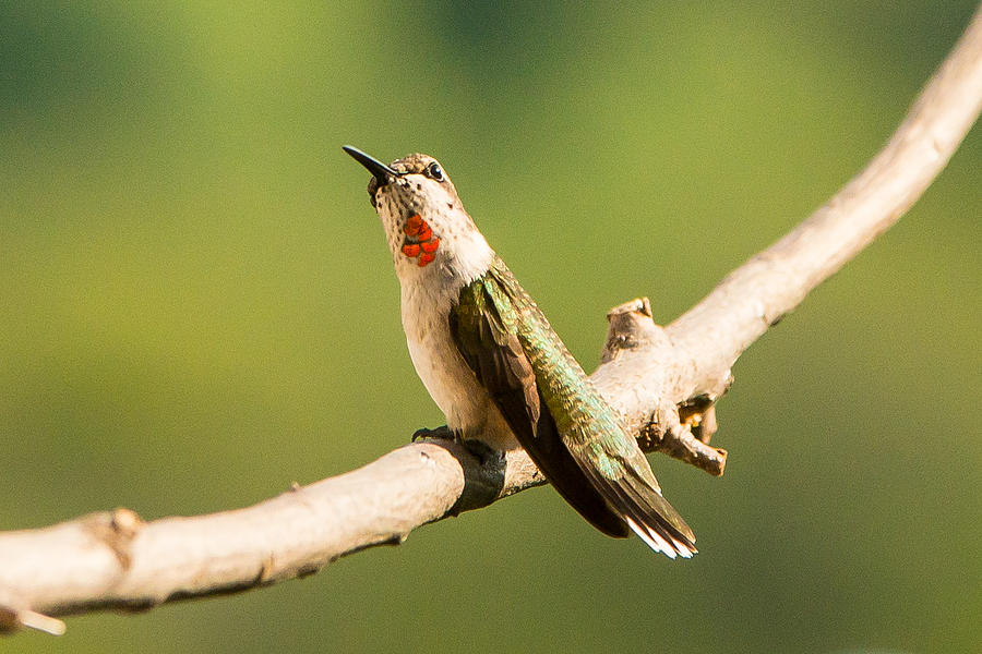 Hummingbirds #17 Photograph by Victor Culpepper