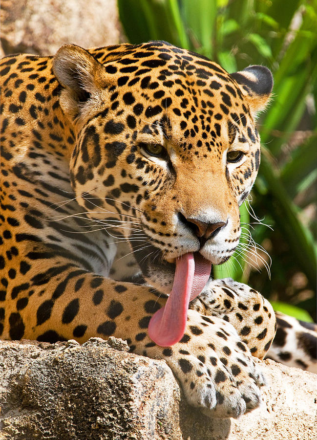 Nature Photograph - Jaguar #17 by Millard H. Sharp