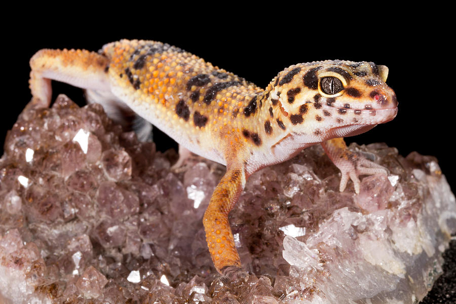 Leopard Gecko Eublepharis Macularius #17 Photograph by David Kenny