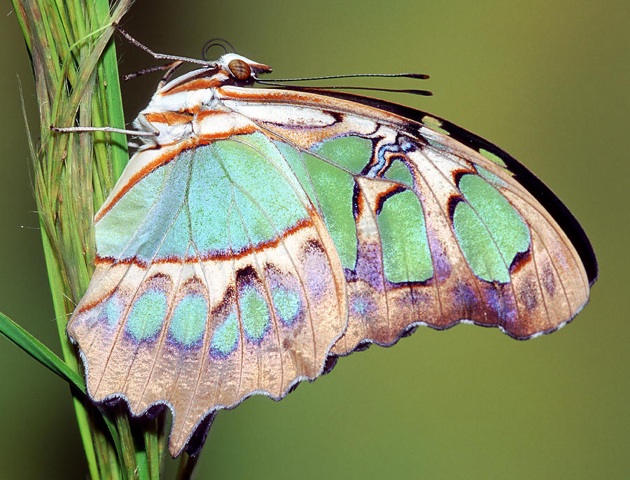 Malachite Butterfly Siproeta Stelenes #17 Photograph by Millard H. Sharp