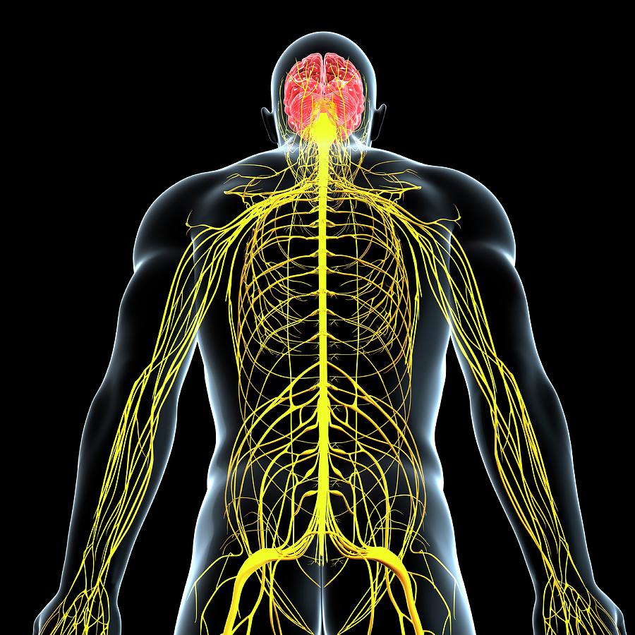 Male Nervous System Photograph by Pixologicstudio/science Photo Library ...