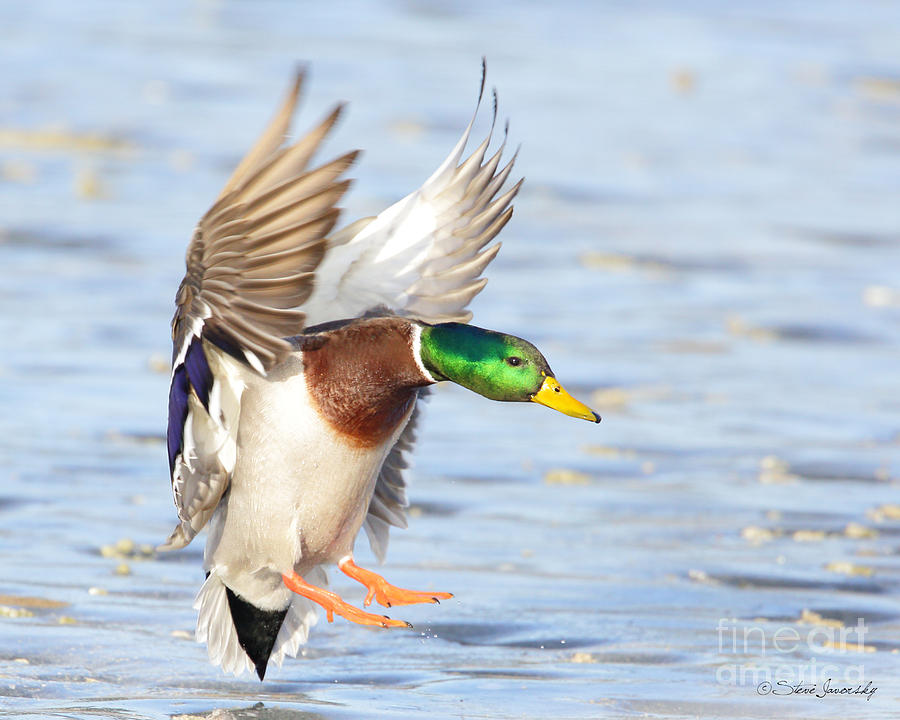 Mallard Duck #17 Photograph by Steve Javorsky