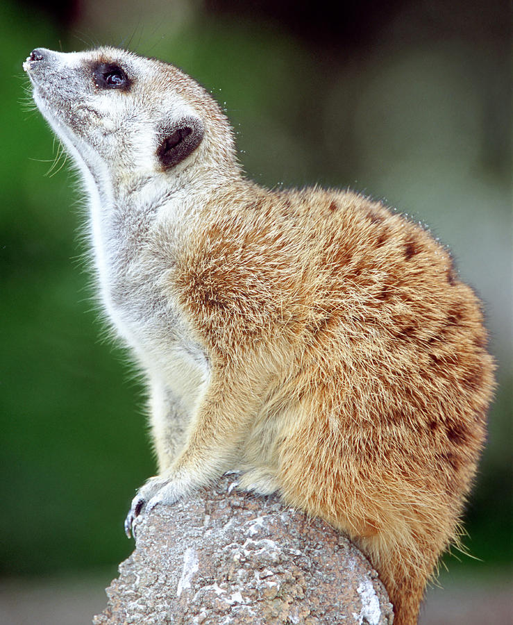 Meerkat #17 Photograph by Millard H. Sharp
