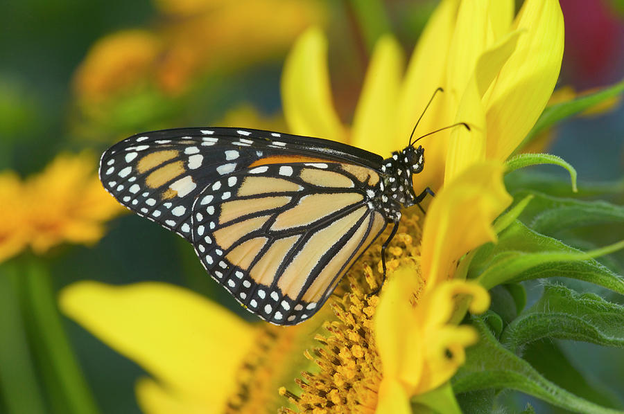 Monarch Butterfly, Danaus Plexippus Photograph by Darrell Gulin - Pixels