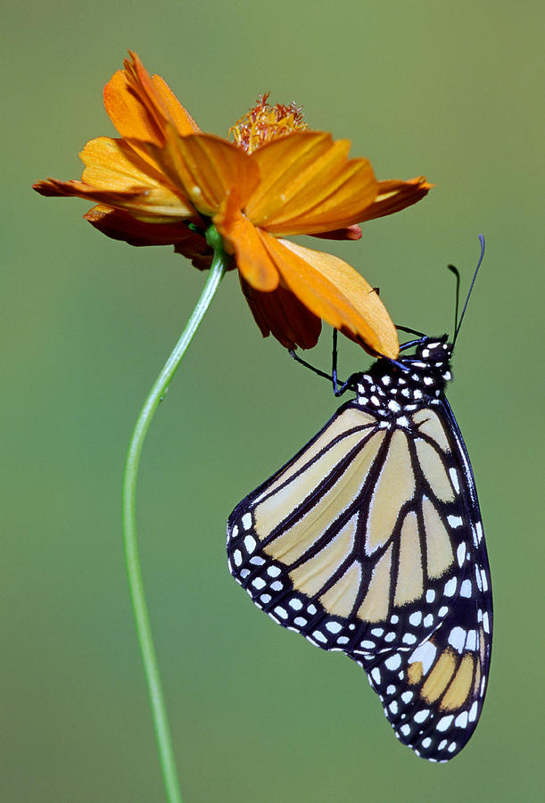 Monarch Butterfly #17 Photograph by Millard Sharp