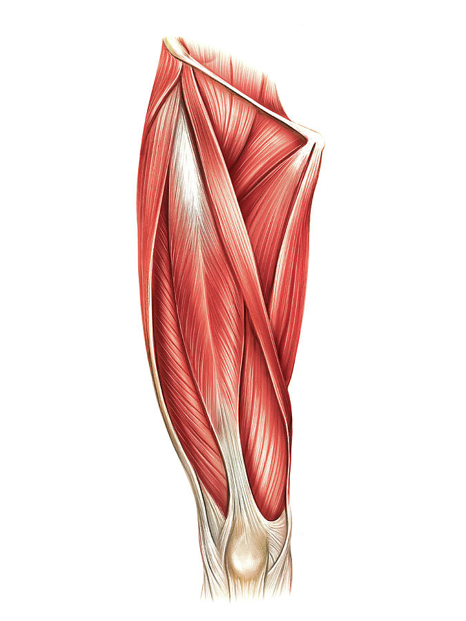 Muscles Of The Thigh Photograph By Asklepios Medical 0093