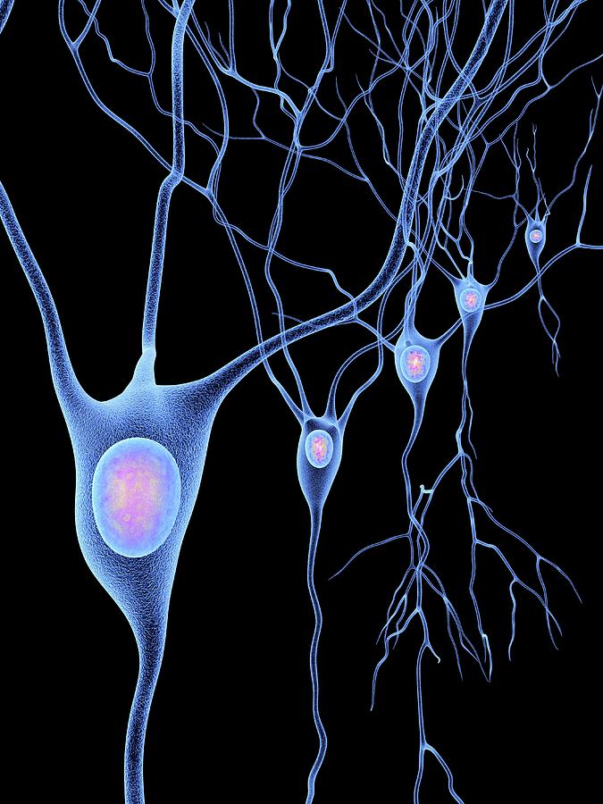 Black Background Photograph - Nerve Cells #17 by Alfred Pasieka/science Photo Library