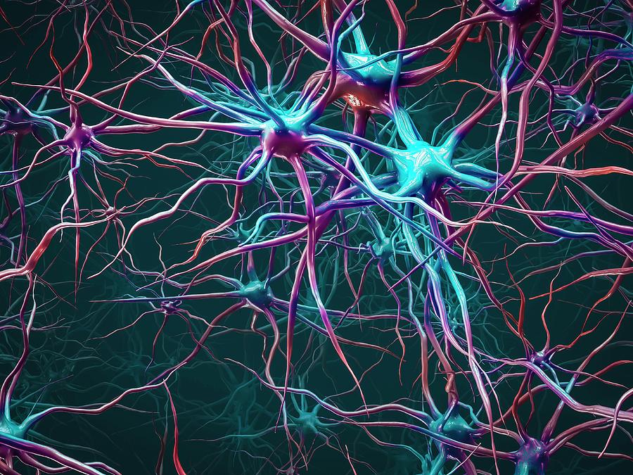 Neuron Photograph - Neural Network #17 by Maurizio De Angelis