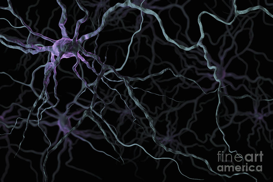 Neurons #17 Photograph by Science Picture Co
