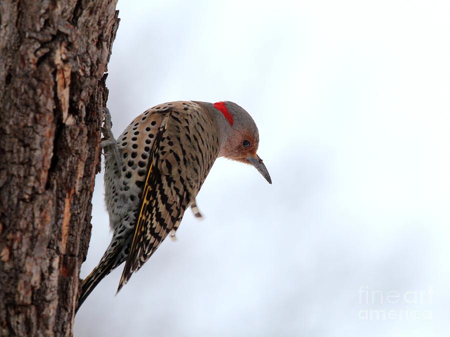 Northern Flicker #17 Photograph by Jack R Brock