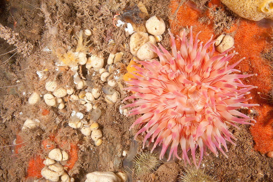 Northern Red Anemone #17 Photograph by Andrew J. Martinez