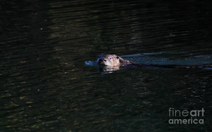 Northern River Otter #17 Photograph by Jack R Brock