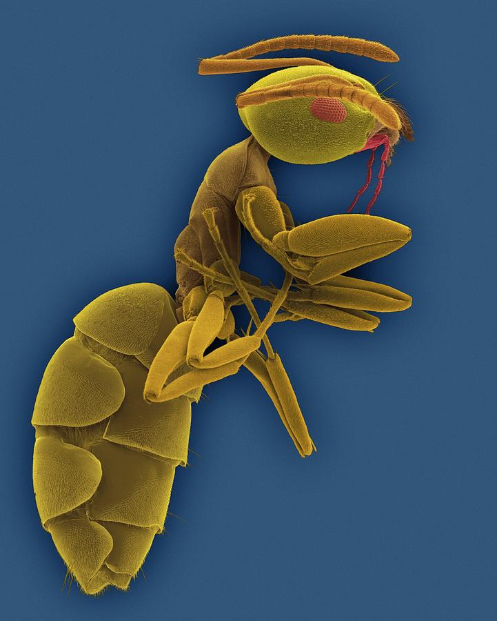 Odorous House Ant #17 Photograph by Dennis Kunkel Microscopy/science Photo Library
