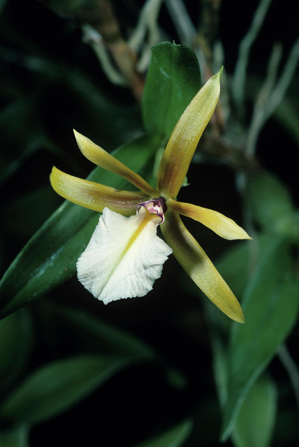 Orchid Flower #17 Photograph by Paul Harcourt Davies/science Photo Library