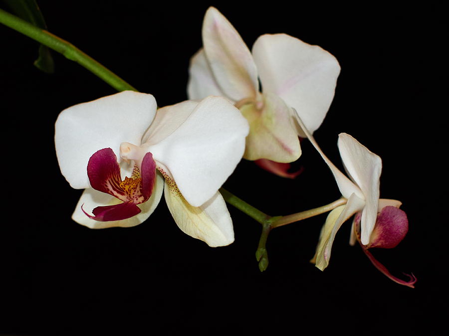 Orchids #17 Photograph by Jouko Lehto