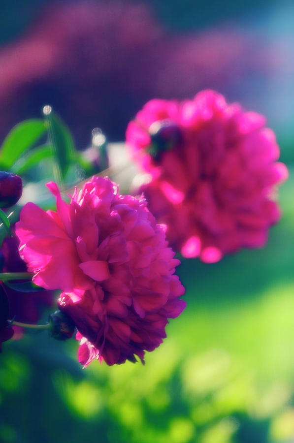 Peony (paeonia Lactiflora) #17 Photograph by Science Photo Library Peony (paeonia Lactiflora) #17 Photograph by Science Photo Library