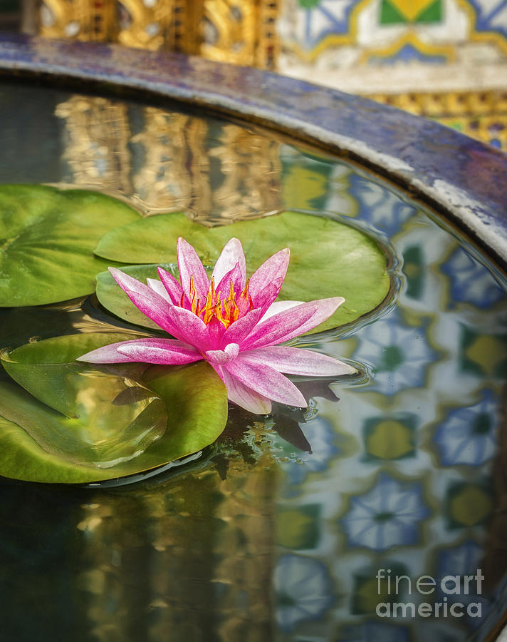 Pink lotus #17 Photograph by Anek Suwannaphoom