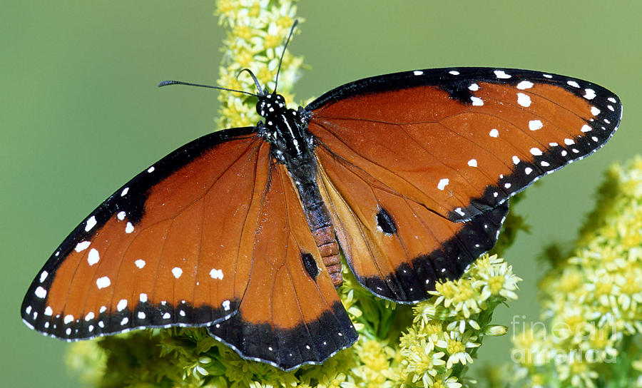 Wildlife Photograph - Queen Butterfly #17 by Millard H. Sharp