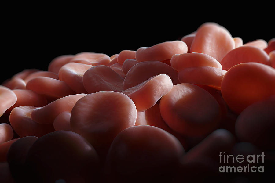 Red Blood Cells #17 Photograph by Science Picture Co