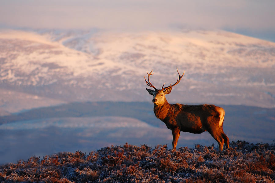 Red deer stag #17 Photograph by Gavin Macrae