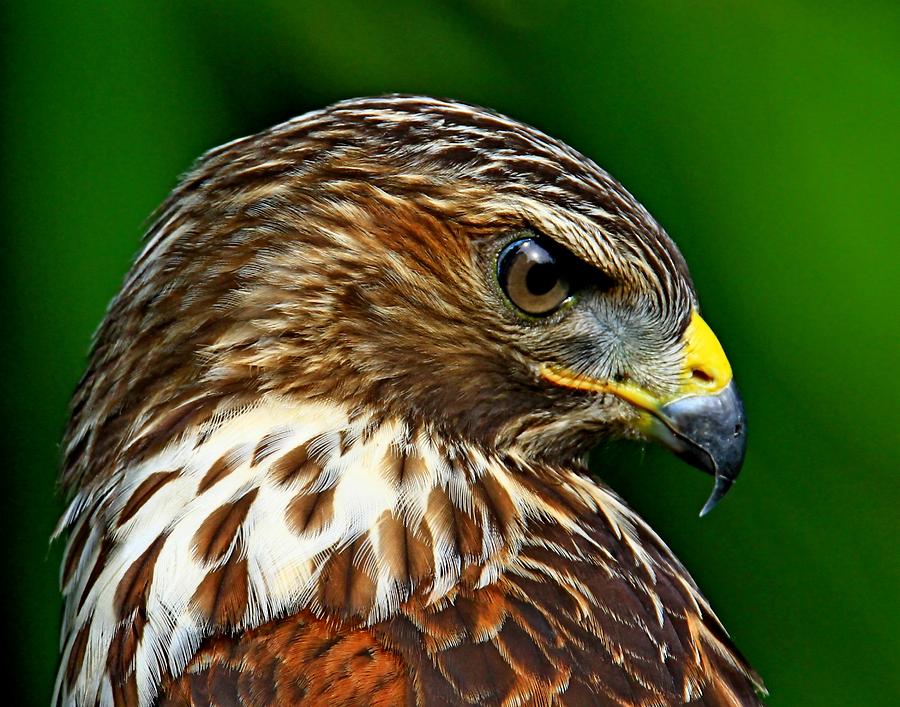 Red Shouldered Hawk Photograph by Ira Runyan - Fine Art America