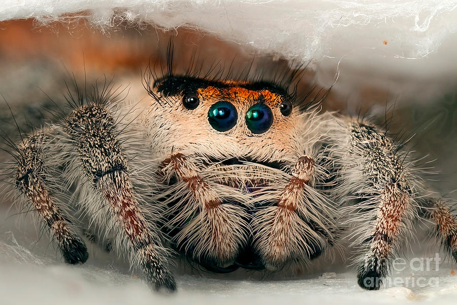 Regal Jumping Spider #17 Photograph by Scott Linstead