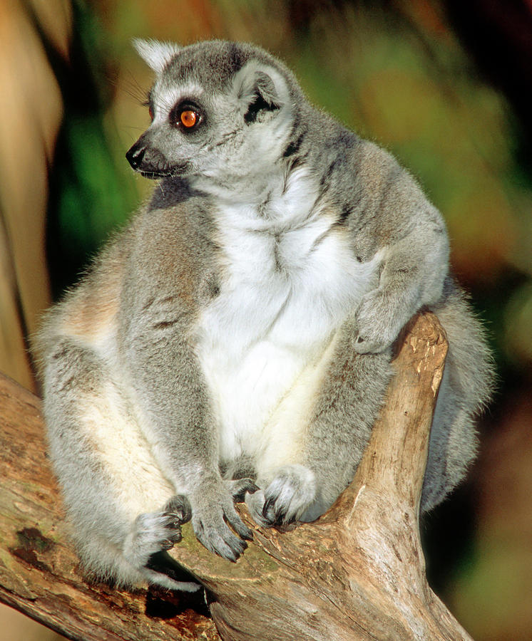 Ring-tailed Lemur Lemur Catta #17 Photograph by Millard H. Sharp