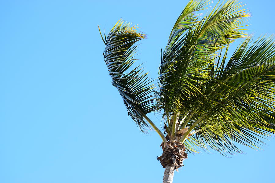 Sanibel Palm #17 Photograph by Curtis Krusie