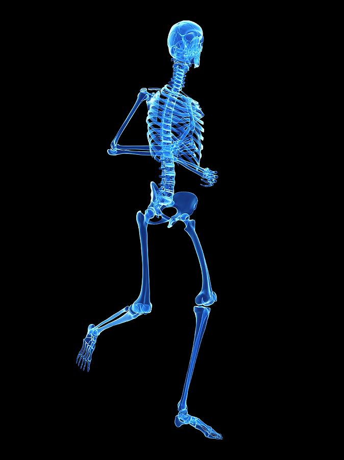 Skeletal System Of Runner #17 Photograph by Sebastian Kaulitzki