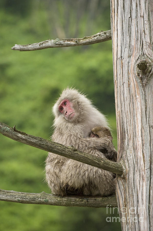 Snow Monkeys, Japan #17 Photograph by John Shaw