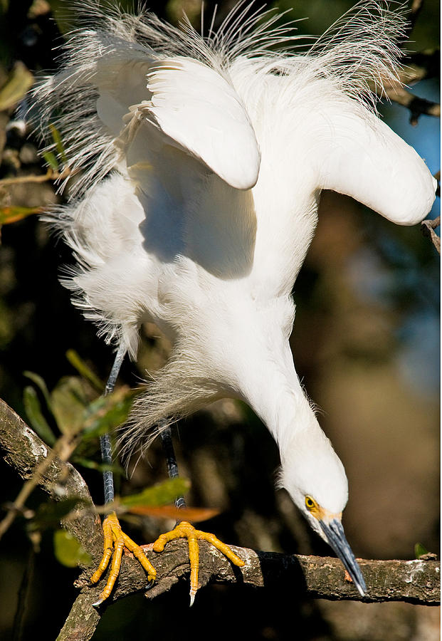 Snowy Egret #17 Photograph by Millard H. Sharp