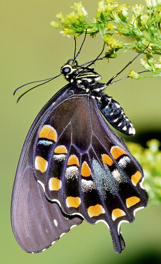 Spicebush Swallowtail Butterfly #17 Photograph by Millard H. Sharp