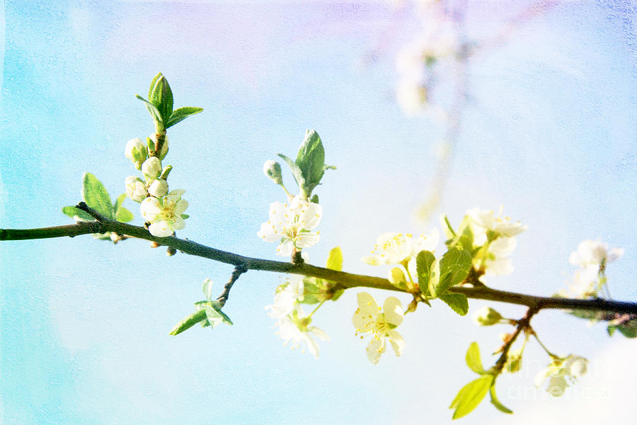 Spring Photograph - Spring  #22 by Lali Kacharava