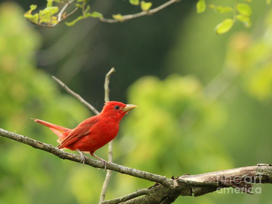 Summer Tanager #17 Photograph by Jack R Brock