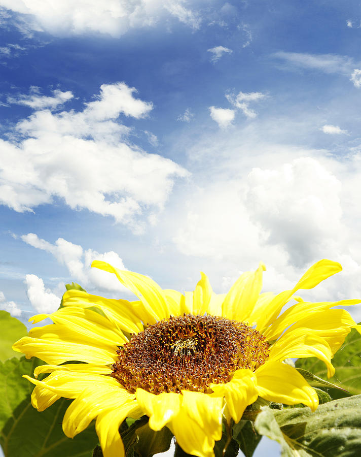 Daisy Photograph - Sunflower #17 by Les Cunliffe