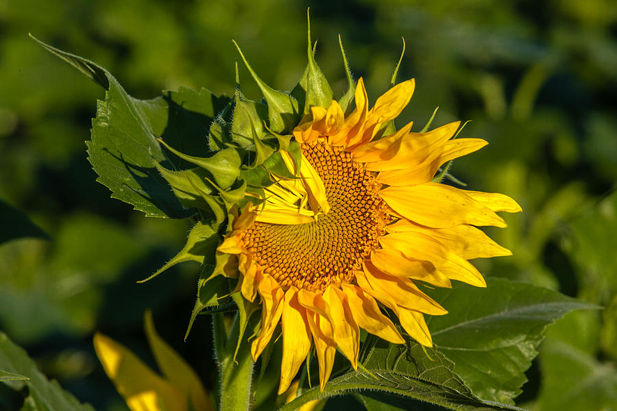Folded Petals Sunflower Photograph by Melinda Ledsome
