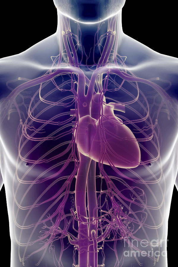 Upper Body Photograph - The Cardiovascular System #17 by Science Picture Co